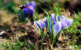 Spring Opening of the Hive