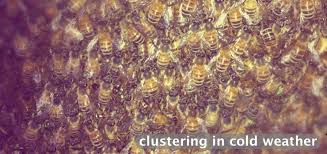 Bees Clustering In Cold Weather