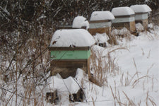 Cabin (Hive) Fever