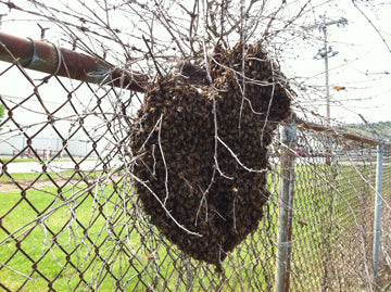 Free Bees--Capturing a Swarm