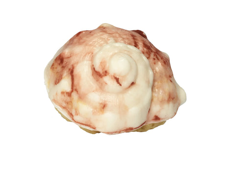 Conch Shell Luxury Soap with Embedded Natural Sea Sponge