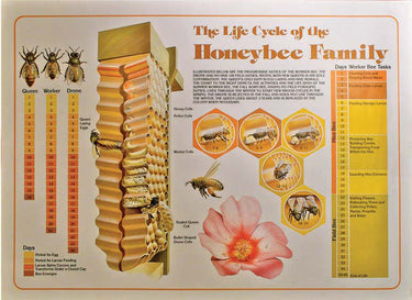 Life Cycle of the Honeybee Family